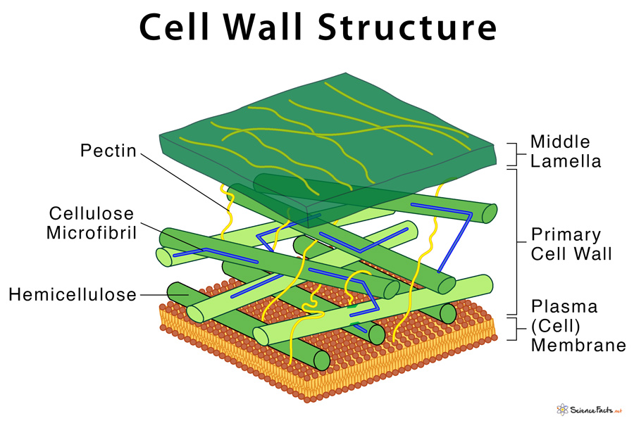 <p>Cell wall has 3 layers:</p>