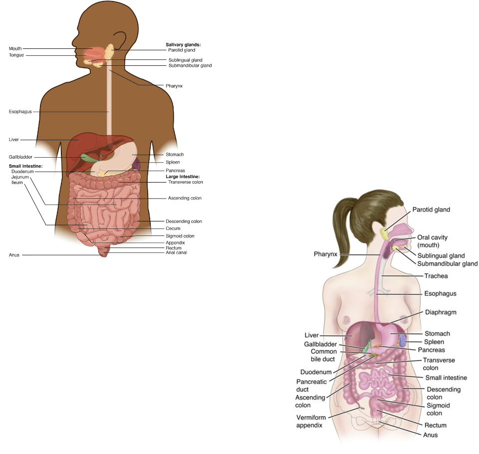 <ul><li><p>Rectum: stores stool </p></li><li><p>External anal sphincter: voluntary control of defecation </p></li></ul><p></p>