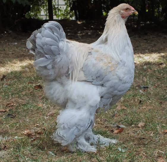 <p>identify</p>