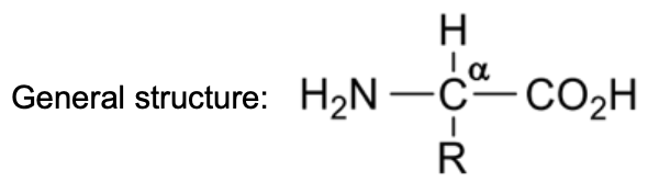 <ul><li><p><span style="background-color: transparent;">Contain both an acidic carboxyl group (–CO2H) and amino group (–NH2) = <strong>amphoteric</strong></span></p></li><li><p><span style="background-color: transparent;">Basic building blocks of proteins and there are 20 naturally occurring a-amino acids&nbsp;</span></p></li><li><p><span style="background-color: transparent;">Both functional groups are attached to the same a-carbon atom</span></p></li></ul><p></p>