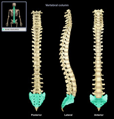 <p>5</p><p>these fuse together to form sacrum</p>