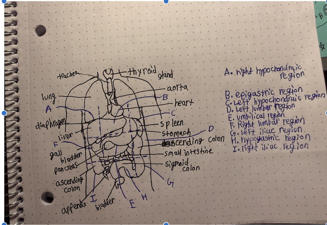 knowt flashcard image