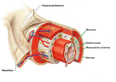 <p>- Mucosa</p><p>- Sub-Mucosa</p><p>- Muscularis externa</p><p>- Serosa</p>
