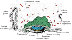 <p>Nidationen: Indlejres den i det endometrielle stroma (livmoderslimhinde væv) (delvist)</p><p>Differentiering af trofoblasten: </p><p>- Et indre lag, mononukleære celler: Cytotrofoblast</p><p>- Et ydre lag, multinukleære celler: Syncytiotrofoblast</p><p>Cytotrofoblasten deler sig og fusionerer ind i syncytiotrofoblasten (kun cyntotrofoblast --> mitose) --> cytotrofoblast mister cellemembran</p><p>Differentiering af embryoblast --> former bilaminær kimskive</p><p>- Kubiske celler: Hypoblast (tilstøder blastocyst hulen)</p><p>- Cylindriske celler: Epiblast (tilstøder amnion hulen)</p><p>Hul dannes i epiblast (amnion hulen) - Epiblast celler, der tilsteder cytotofoblast celler = amnioblaster</p>