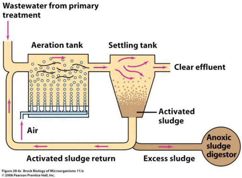 <ul><li><p><strong>Air bubbled </strong>through wastewater</p></li><li><p><strong>Bacteria form large flocs</strong> during this process</p></li><li><p>After the flocs form, they are allowed to <strong>settle out</strong></p></li></ul><p></p>