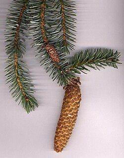 <p>Never shake hands with a s*****. Needles can be rolled between fingers. Papery cones hang down. </p>