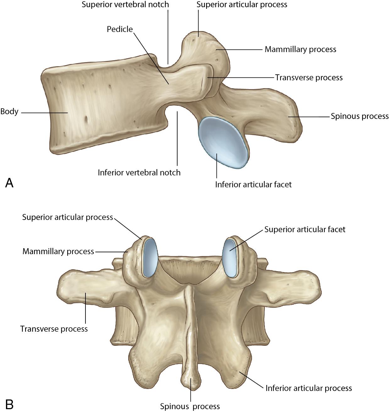 <p>spikes on spine that articulate with other vertebrae</p>