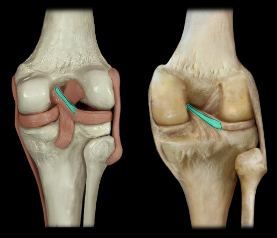 <p>posterior</p>