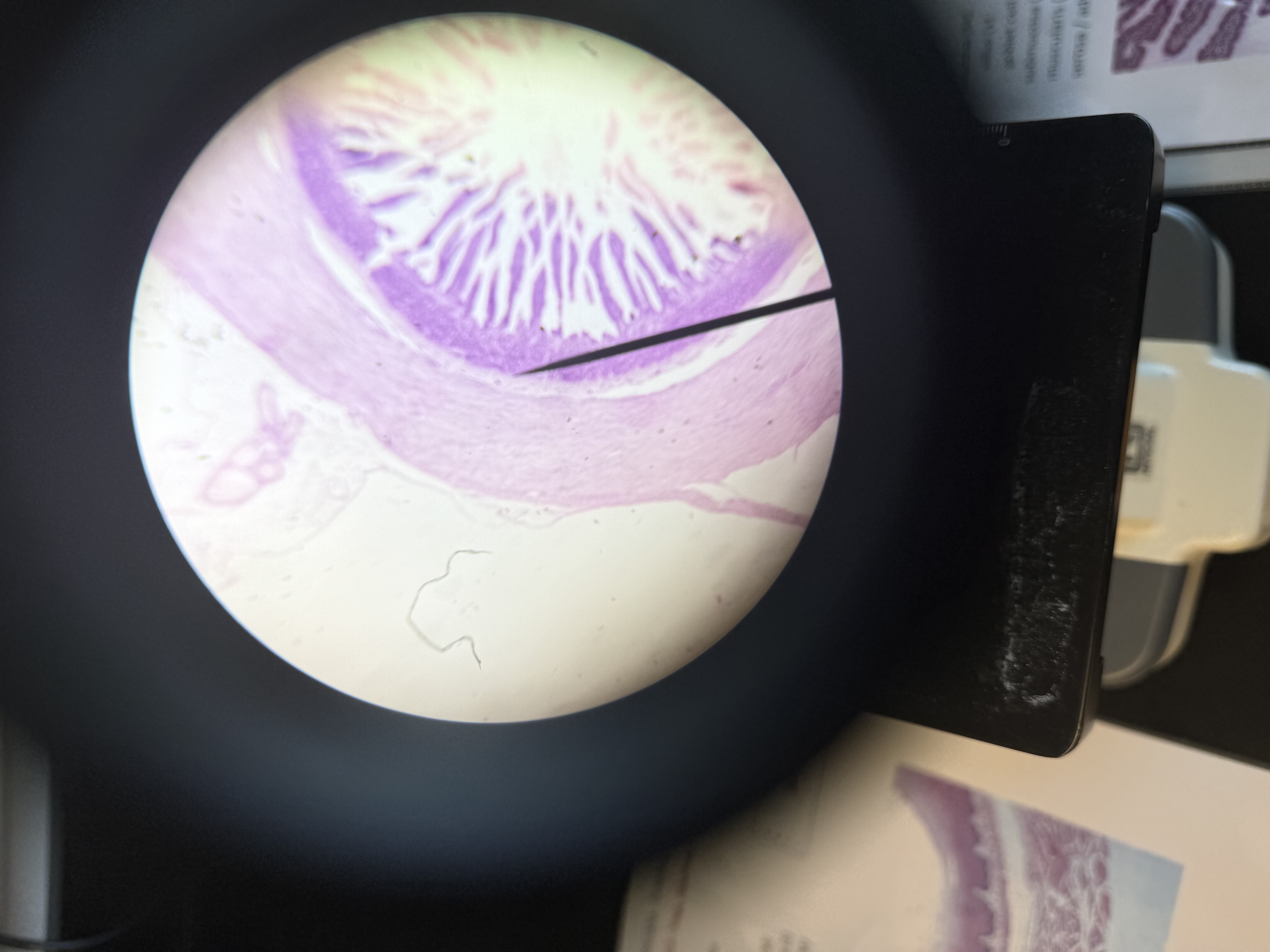 <p>small intestine histology</p>