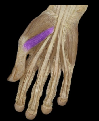 <p>What the highlighted structure is acting on the <strong><mark data-color="#f3b1cb" style="background-color: rgb(243, 177, 203); color: inherit;">Thenar Group</mark>.</strong> What muscle is this called?</p>
