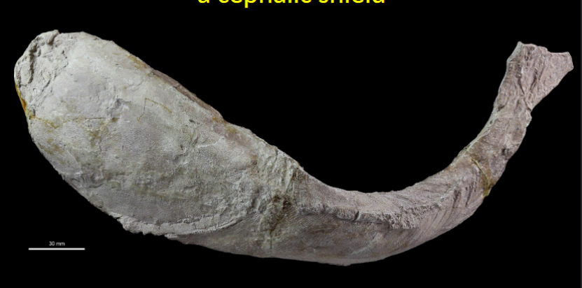 <ul><li><p>earliest agnathan with cephalic shield </p></li><li><p>Lower Ordovician of Bolivia </p></li></ul><p></p>