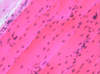 <p>Name that tissue </p>