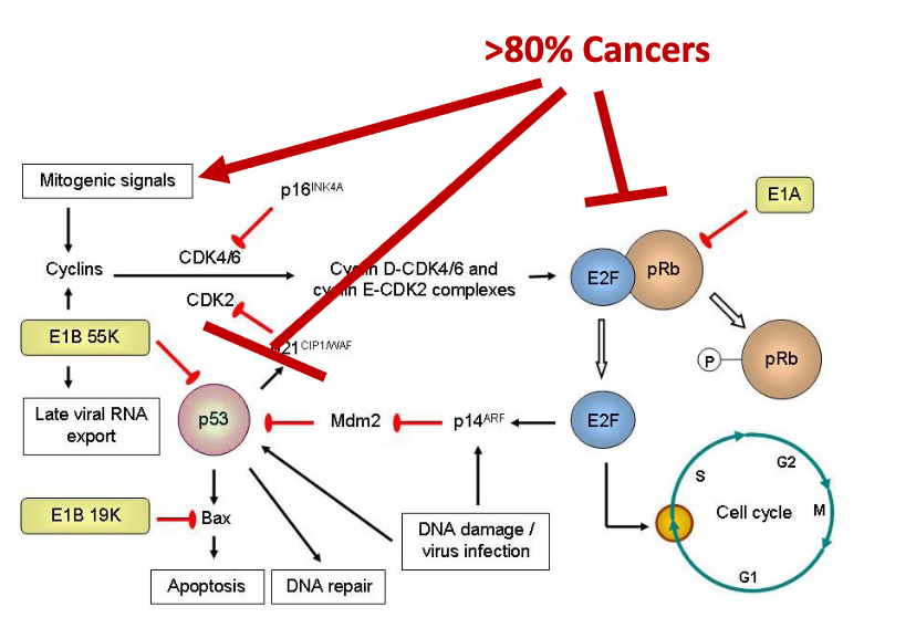 <p>disable Ad E1A so that it can’t turn on cell cycle through Rb and p53 modulation, which will disable Ad from replicating in normal cells. But, since most cancers have the same pathways dysregulated,  Ad will still replicate in cancer cells </p><ul><li><p>E1A normally interferes with Rb, E1B 55K binds p53, E1B 19K blocks Bax</p></li><li><p>BUT E1A has many essential roles, so can’t just delete whole protein → just delete the E1A Rb-binding domain</p></li></ul><p></p>