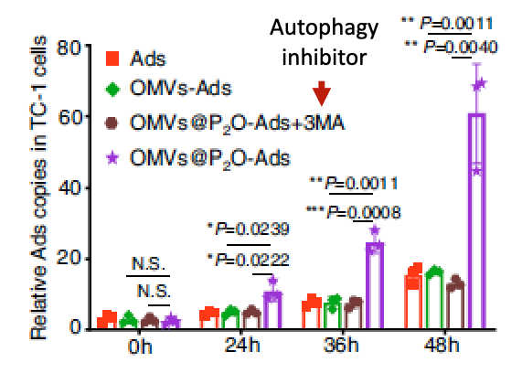 <p>take Tc1 lung cancer cells + OMV-P2O-Ads or OMV-Ads → various assays to meaure H2O2/ROS, LCI/LCII, virus replication, and cell lysis </p><ul><li><p>checked for [Ad DNA] by qPCR → replication </p></li><li><p>found more adenovirus rep with P2O-Ad</p></li><li><p>As control, also had group with P2O-Ad + 3MA</p></li></ul><p></p>