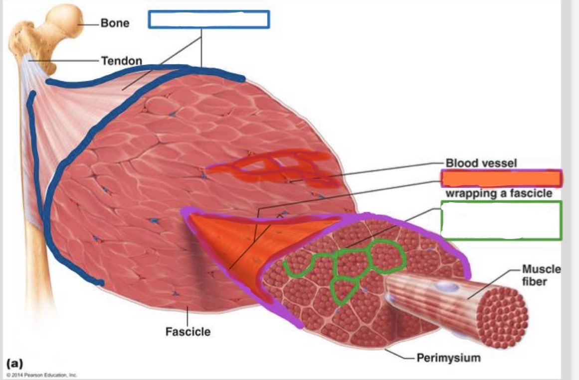 <p>bundles myofibers into fascicles</p>