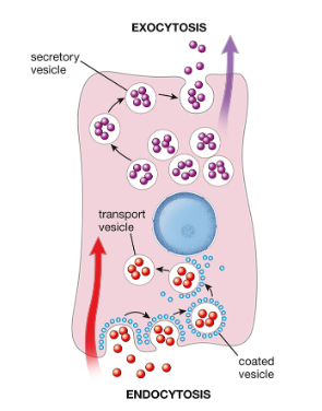 <ul><li><p>exocrine glands</p></li><li><p>pepsinogen is one of the enzymes released</p></li><li><p>when looking at exocrine glands, they display eosinophilia because they are waiting to release their contents</p></li></ul><p></p>