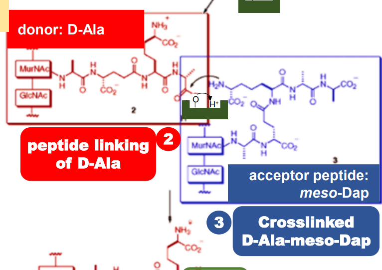 <p>This cross-linking involves three major steps:</p><p>Second step</p><p>The remaining D-Ala binds to the enzyme when</p><p>the D-alanine residue is removed in the first</p><p>step. This is now ready to link with the</p>