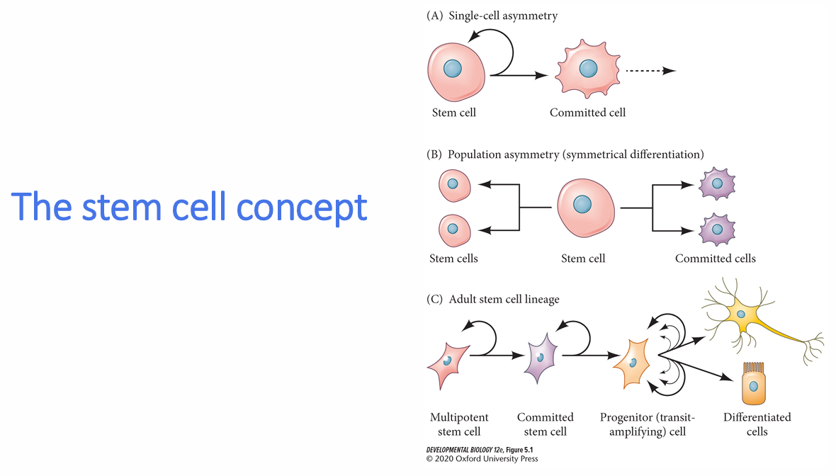 <p>What is the adult stem-cell lineage model shown in the lecture?</p>