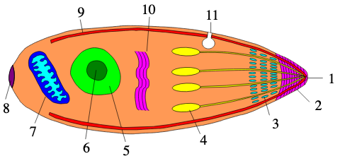 <ol><li><p>polar ring: <span>critical for parasite morphology and host cell invasion</span></p></li></ol><ol start="3"><li><p>microenemes: crucial for host cell recognition, gliding motility, and active invasion</p></li><li><p>Rhoptries: <span>specialized </span>secretory<span> </span>organelle that <span>release their contents during host cell invasion.</span></p></li></ol><p></p>