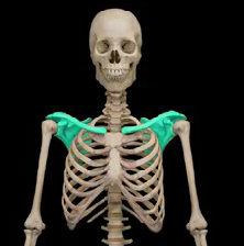 <p>shoulder</p>