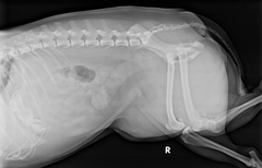 <p>This is one of the images from this case. Why is it very difficult to see the herniated bladder where we now know it is located?</p><p>a. The bladder is empty.</p><p>b. The mAs is not high enough to penetrate the patient appropriately.</p><p>c. Superimposition of the soft tissues of the legs with the urinary bladder.</p><p>d. All of the above.</p>
