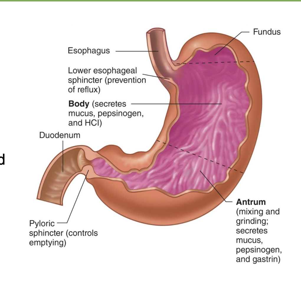 <p>-High acidity denatures proteins, which makes enzyme sites accessible (*pH ~1-2 bc high HCl)</p><p>-Also kills most bacteria</p><p>-Stomach is lined with mucus for protection (*bc high acid)</p><p>-Peristaltic waves mix and break up food</p><p>-Not much absorption: digestion is only beginning to occur; also large volume relative to surface area (*mainly holding and mixing tank)</p>