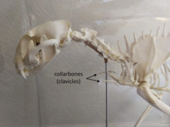 <p>Predictably ossifies into a small, palpable bone spicule within the brachiocephalicus muscle.</p>