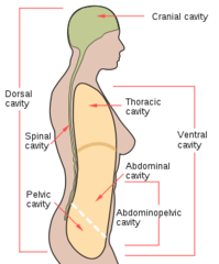 <p>Thoracic; Abdominopelvic.</p><p>Both are further broken down into smaller cavities.</p>