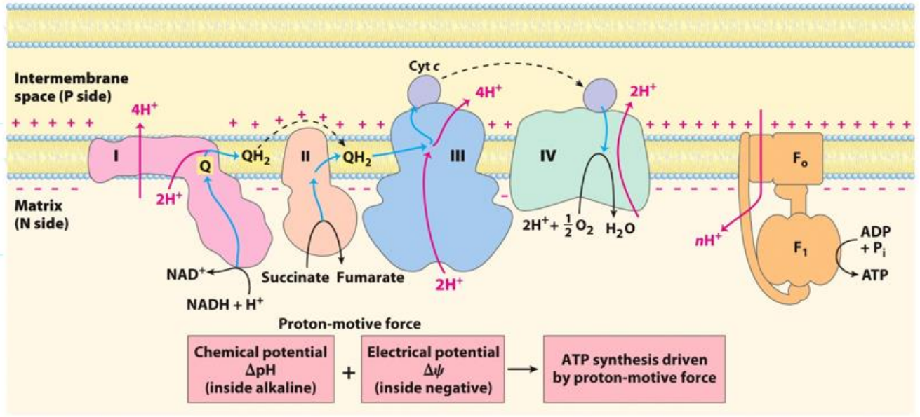 <p>What is the chemiosmotic model for ATP synthesis</p>