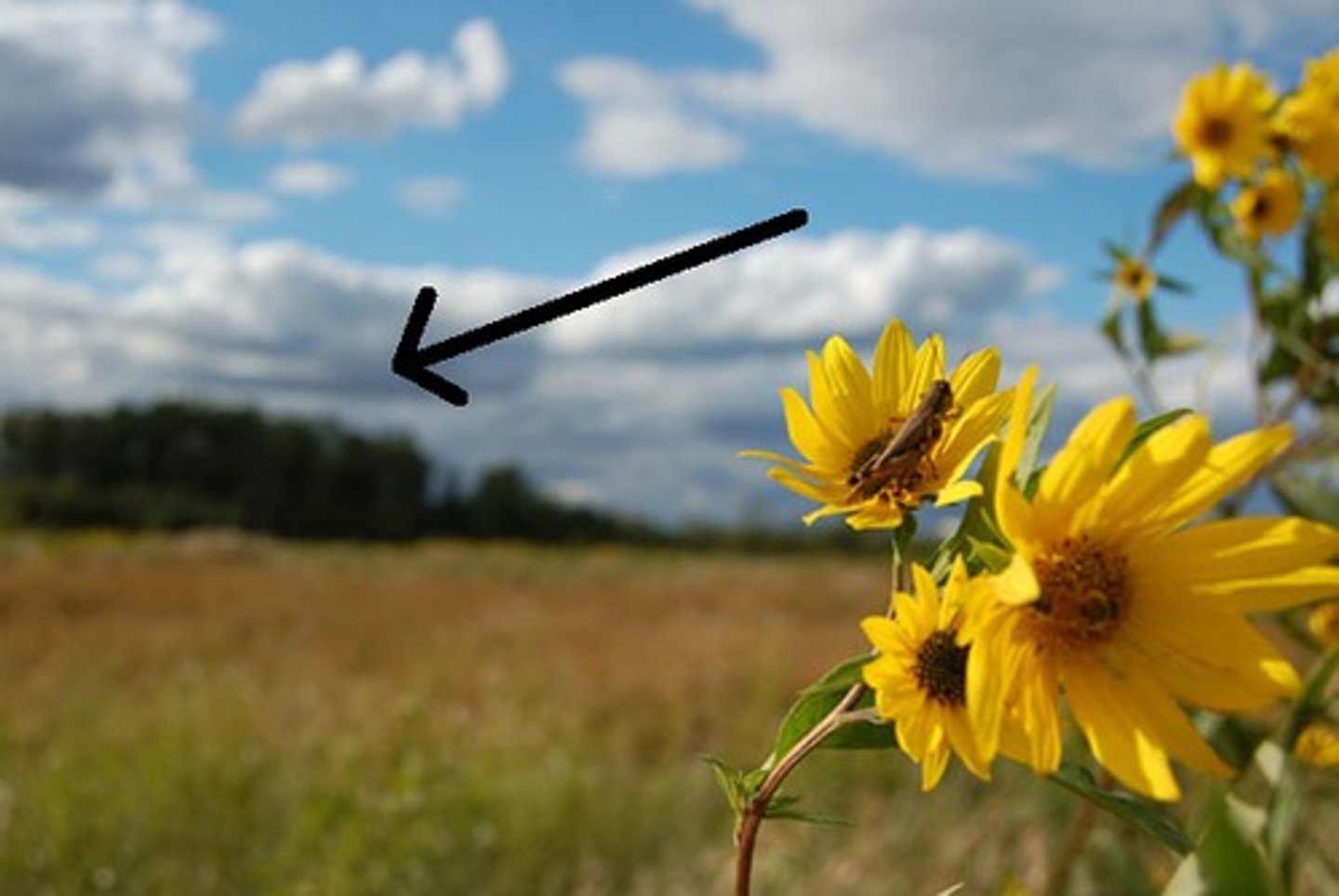 <p>background</p>