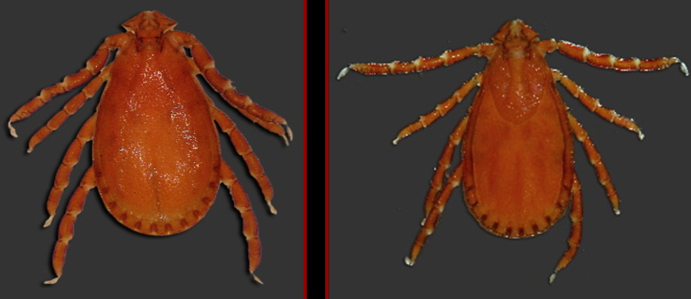 <p>What tick is this?</p>