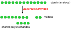 <p>breaks down starch --> maltose</p>