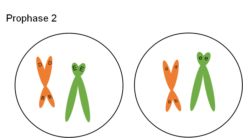 <p>starts with 2 haploid cells, nuclear membrane disintegrates and new spindle fibers attach</p>