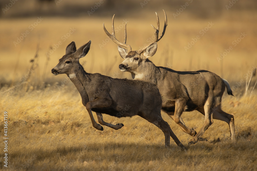 <p>Weigh: 100–300 lbs (sex/region dependent)</p><p>Outside breeding season: Loose doe–fawn groups; bucks often solitary or in small bachelor groups.</p><p>Rut system: Serial polygyny. Bucks move between and guard individual receptive does; no harems.</p><p>Reproduction: ~200-day gestation; 1–2 fawns born in spring.</p><p>Other notes: Crepuscular activity; seasonal elevation migration common.</p>