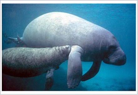 <p>What is the subclass of the animal shown?</p>