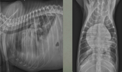 <p>What abnormalities do we see here?</p>