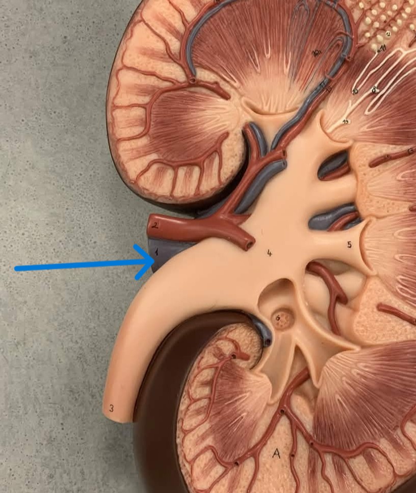 <p>Which part of the kidneys:</p><ul><li><p>Veins carry deoxygenated blood from the kidney</p></li><li><p>Attached medially</p></li></ul><p></p>