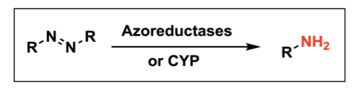 <p>turns N=N into an amine (NH2)</p><p>cofactorS = azoreductases or CYP </p>