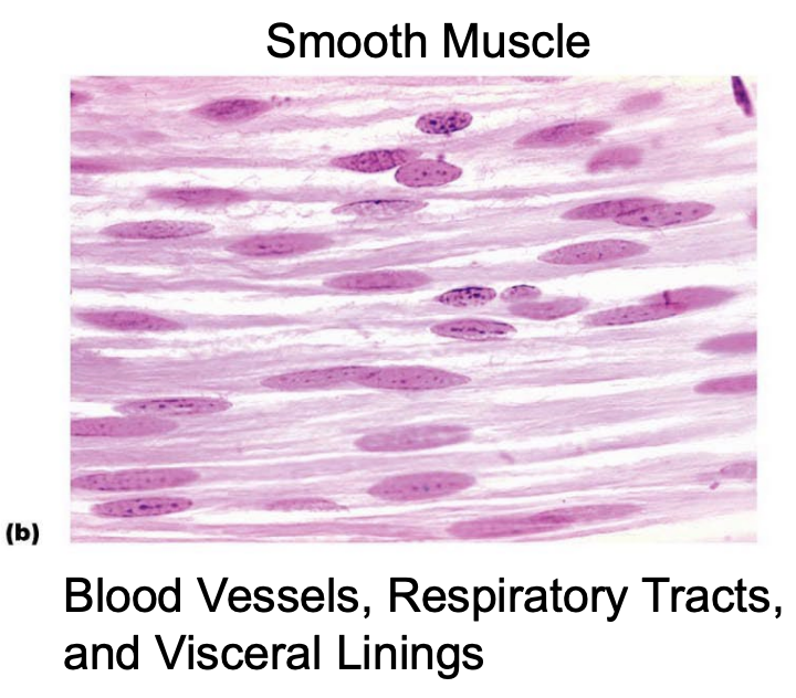 <ul><li><p>NOT STRIATED</p><ul><li><p>Mon-linear organization of Actin and Myosin</p></li></ul></li><li><p><strong>Mono-nucleated</strong></p></li></ul><p></p>