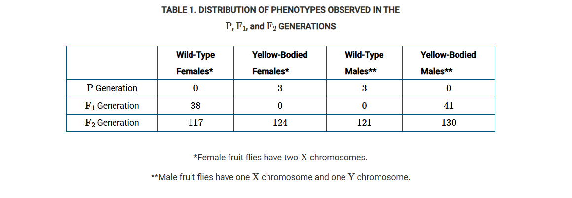 <p>Which of the following most likely explains how the sex combs of yellow-bodied flies have a different structure than do the sex combs of wild-type flies?</p>