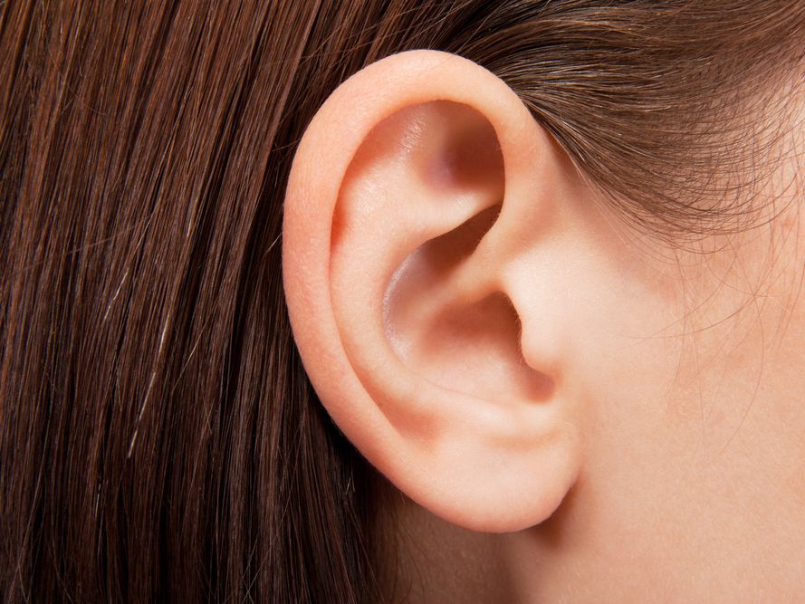 <p>ears</p>