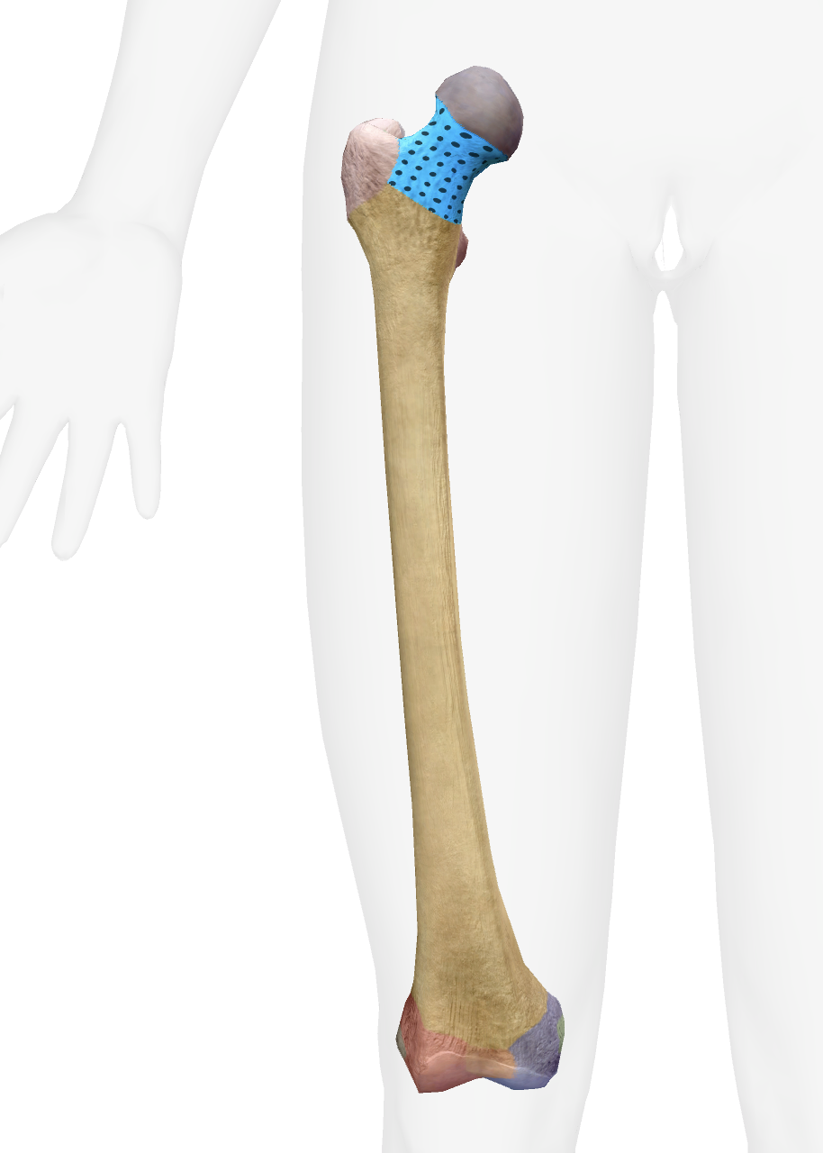 <p>What is this part of the femur </p>