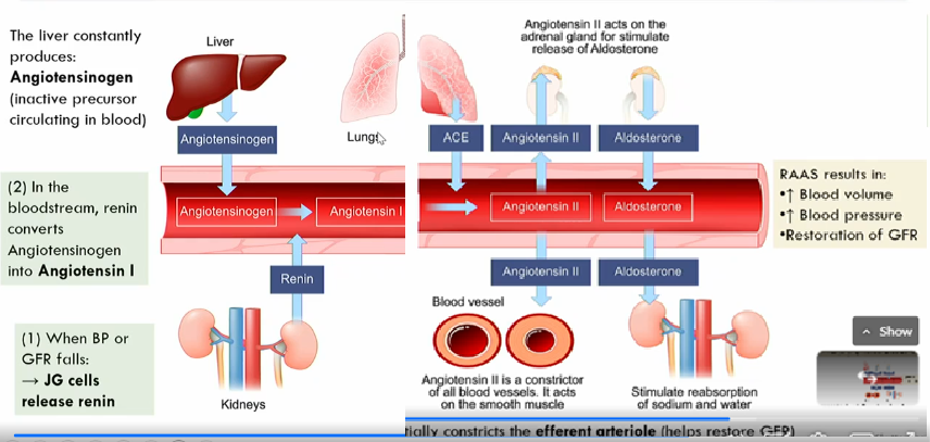 <p>active form of angiotensin I</p><p></p><ol><li><p>angiotensin II makes adrenal gland release <strong>aldosterone </strong>, which stimulates the reabsorbtion of sodium and water</p></li><li><p>angiotensin II also acts on the smooth muscle to constrict blood vessels</p></li></ol><p></p><p></p>