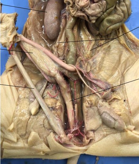 <p>Where is the urethra and what is it’s function</p>