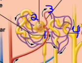 <p>what order does blood travel through the capillaries in the kidneys</p>