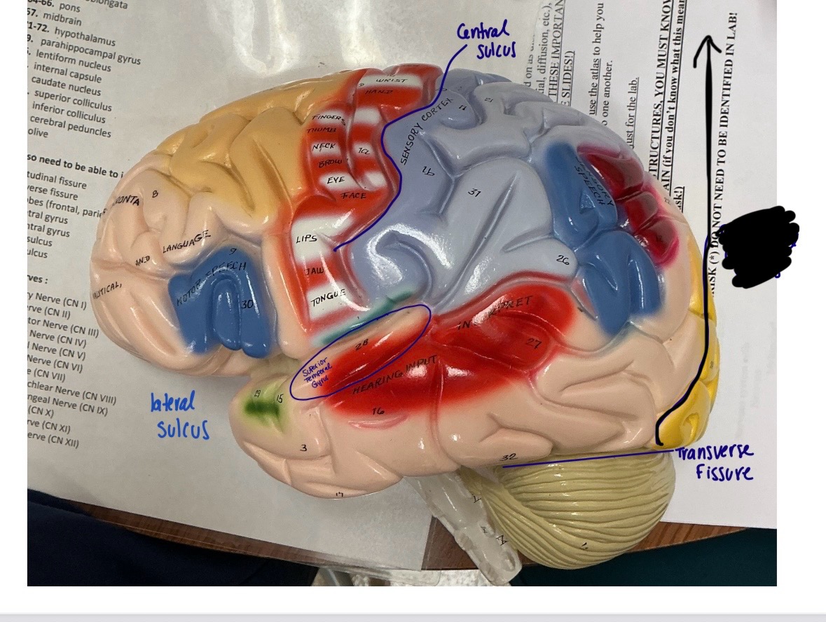 term image