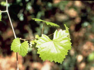 term image