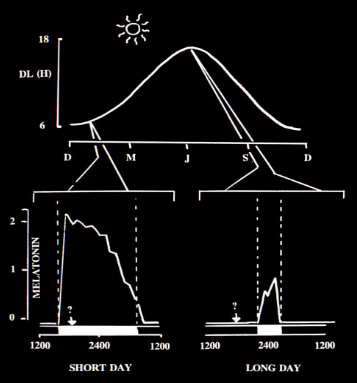 <p>• Daily pattern of <strong>melatonin </strong>secretion changes throughout the year</p><p></p><p>• Melatonin is only secreted during the hours of <strong>darkness</strong>.</p><p></p><p>• The <strong>hypothalamus is sensitive to melatonin</strong> during the late afternoon.</p><p></p><p>• <strong>Coincidence </strong>of hypothalamic sensitivity and melatonin indicate a short day</p>