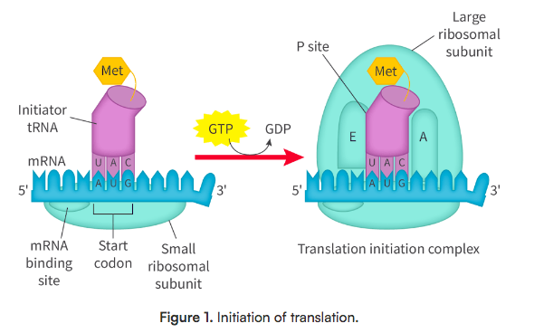<ul><li><p>Mature mRNA (5’ terminal) binds to small ribosomal subunit on the binding site</p><ul><li><p>Ribosome moves along mRNA until finds AUG</p></li><li><p>the anticodon of initiator tRNA (methionine) binds to codon on mRNA</p></li><li><p>large ribosomal subunit joins to finish the translation complex</p></li></ul></li><li><p>translation starts</p></li></ul><p></p>