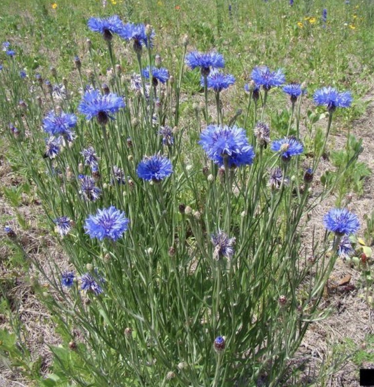 <p>Centaurea cyanus height</p>